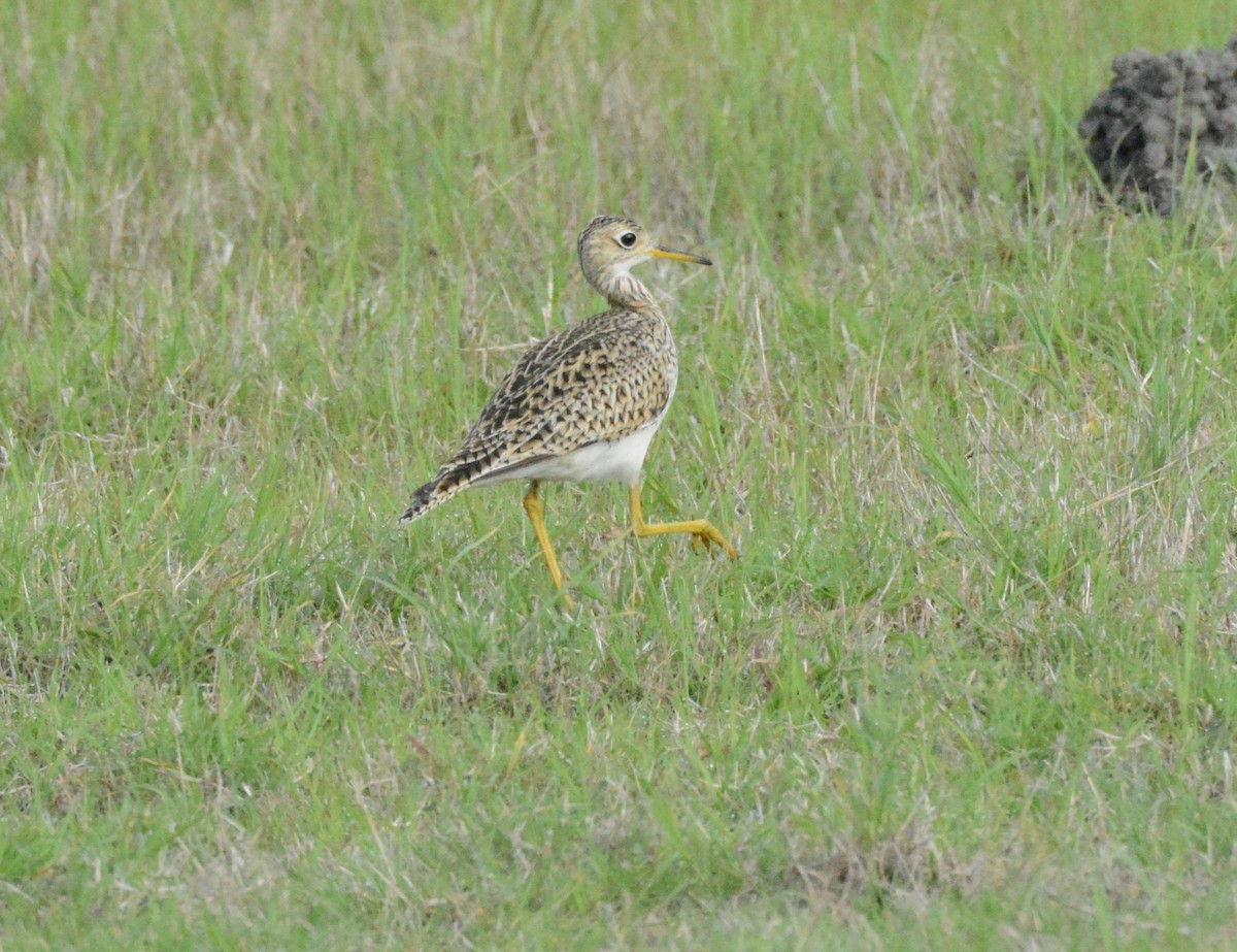 Upland Sandpiper - Chris Bergmann