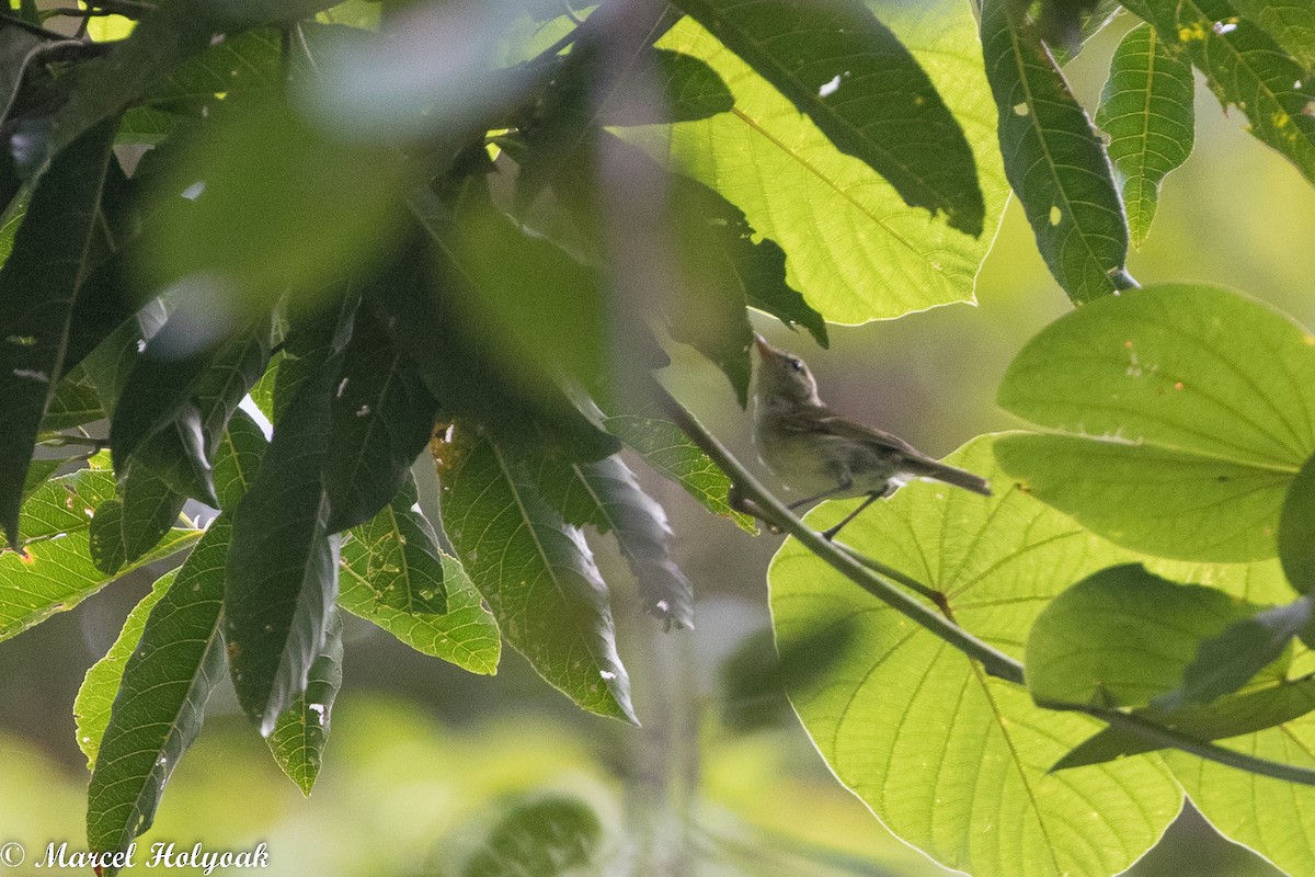 Kamchatka Leaf Warbler - ML525255091