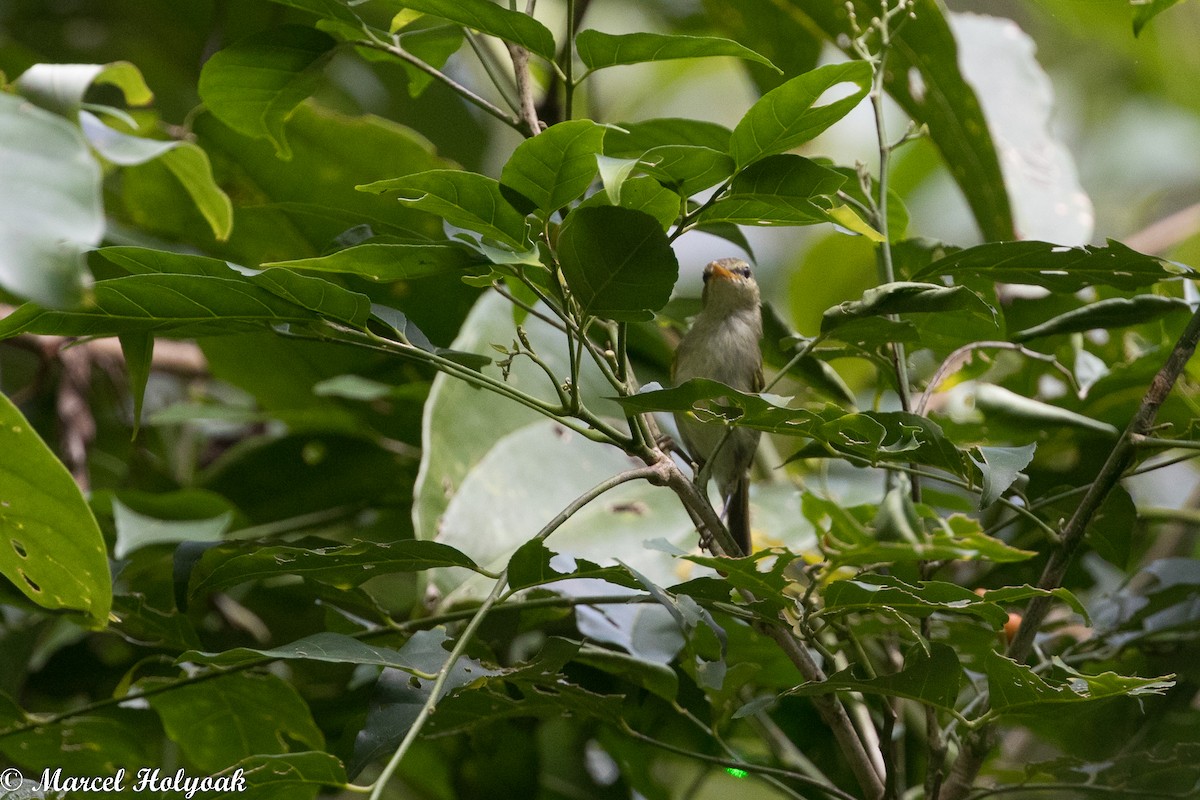 Kamchatka Leaf Warbler - ML525255111