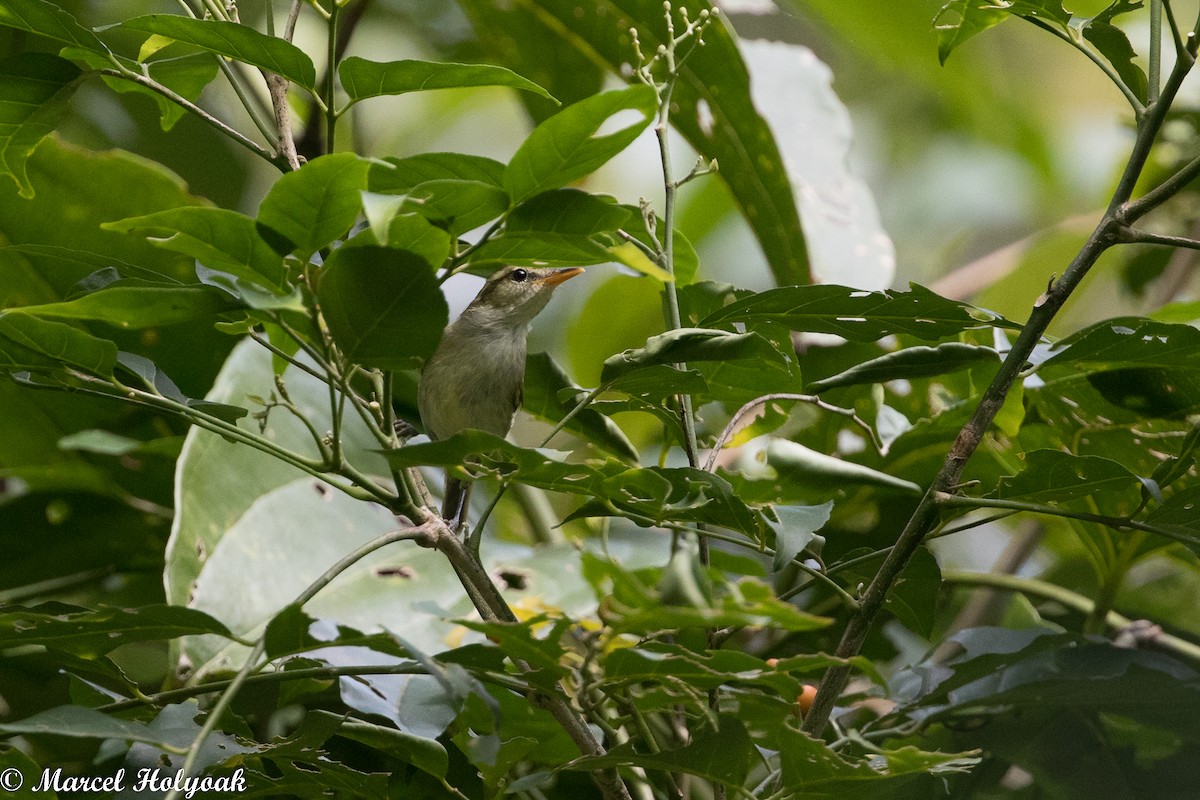 Kamchatka Leaf Warbler - ML525255121