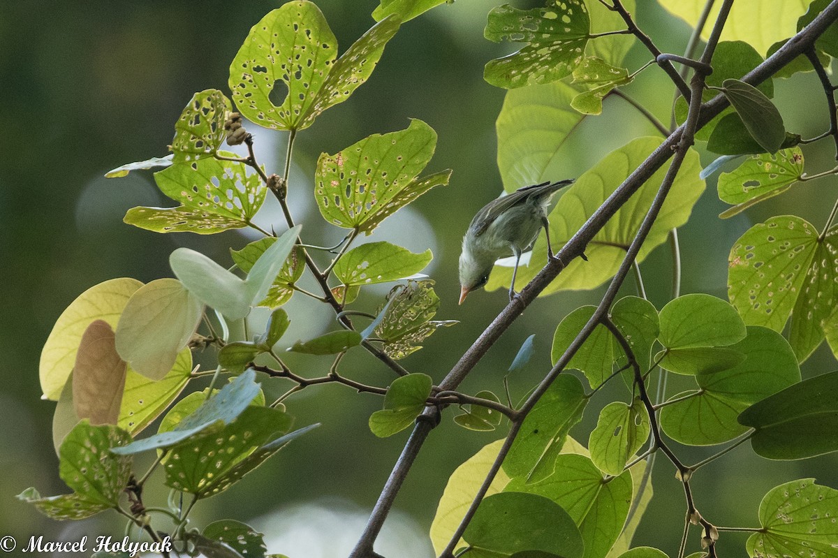 Kamchatka Leaf Warbler - ML525255131