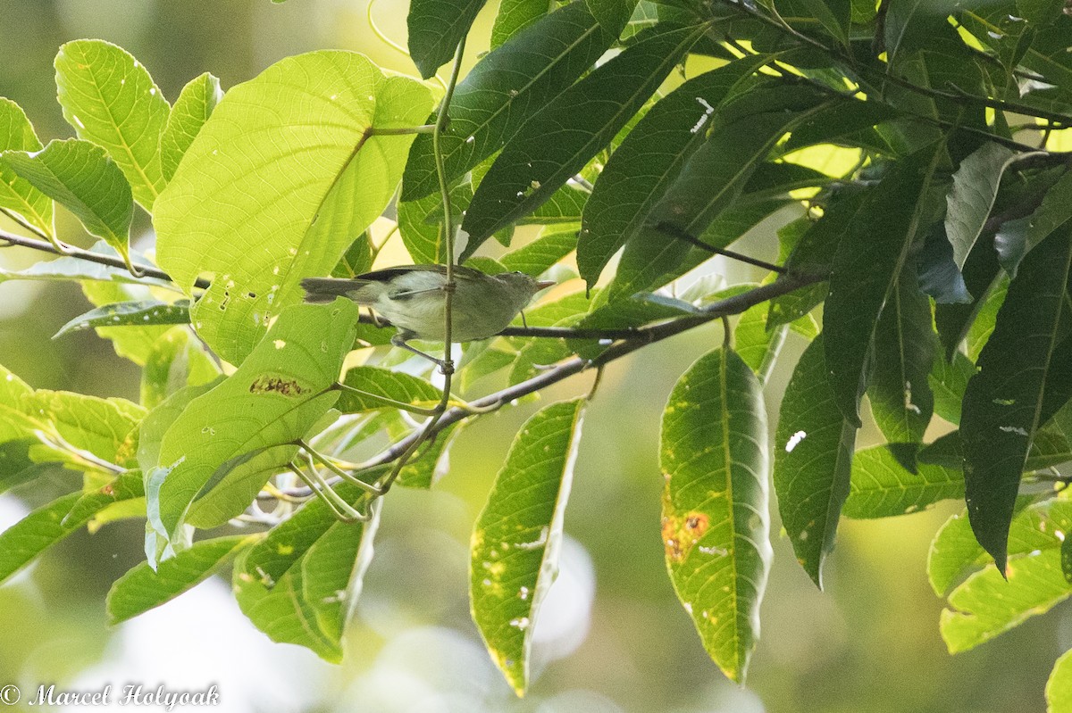 Kamchatka Leaf Warbler - ML525255141