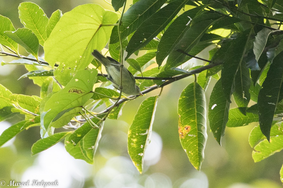 Kamchatka Leaf Warbler - ML525255151