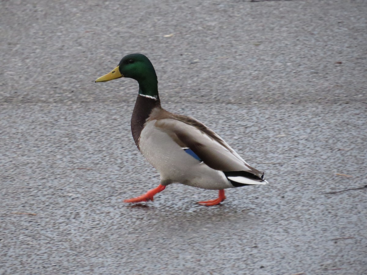 Mallard - ML52525541