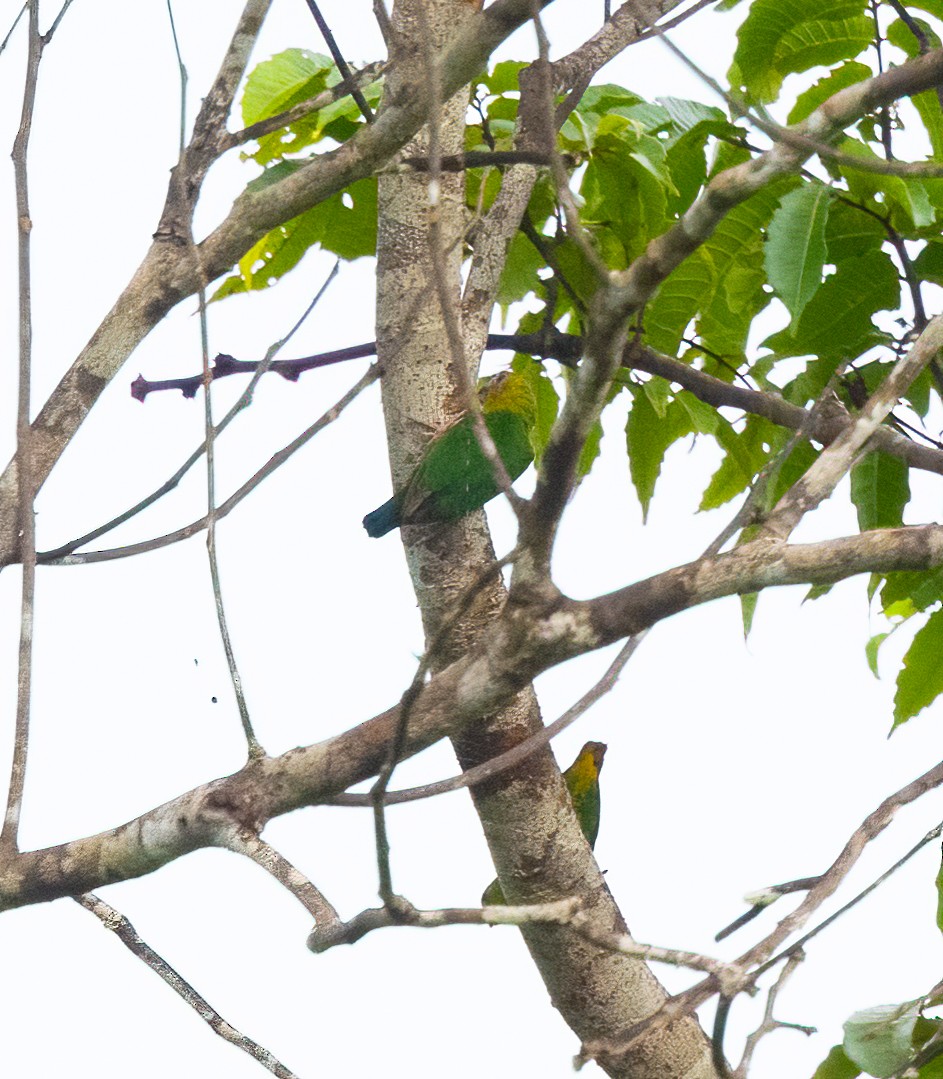Yellow-capped Pygmy-Parrot - John Sterling