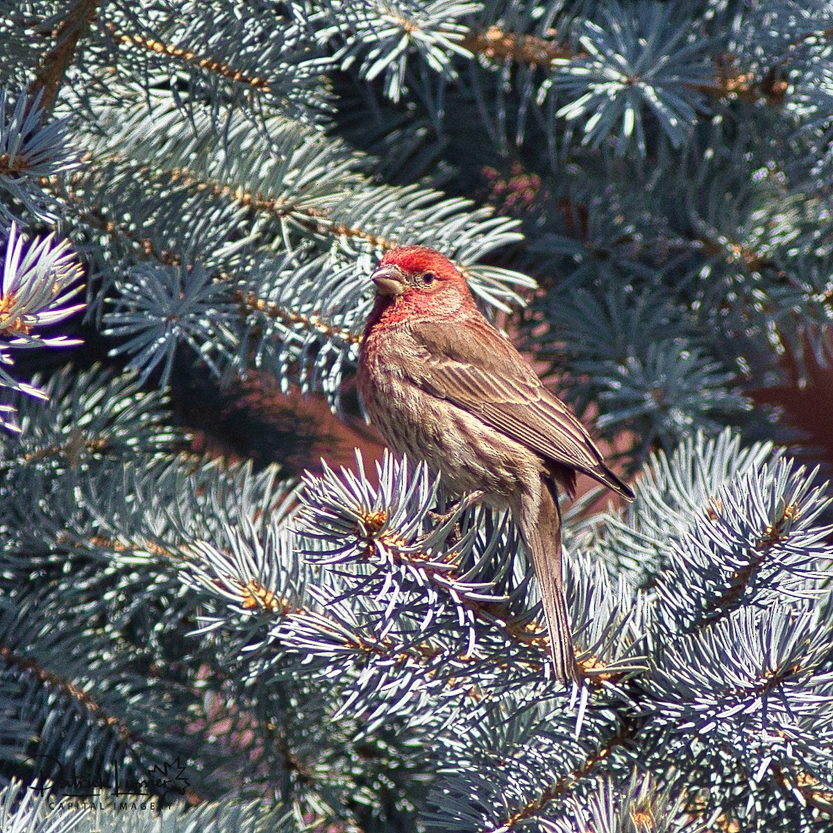 House Finch - ML525256371