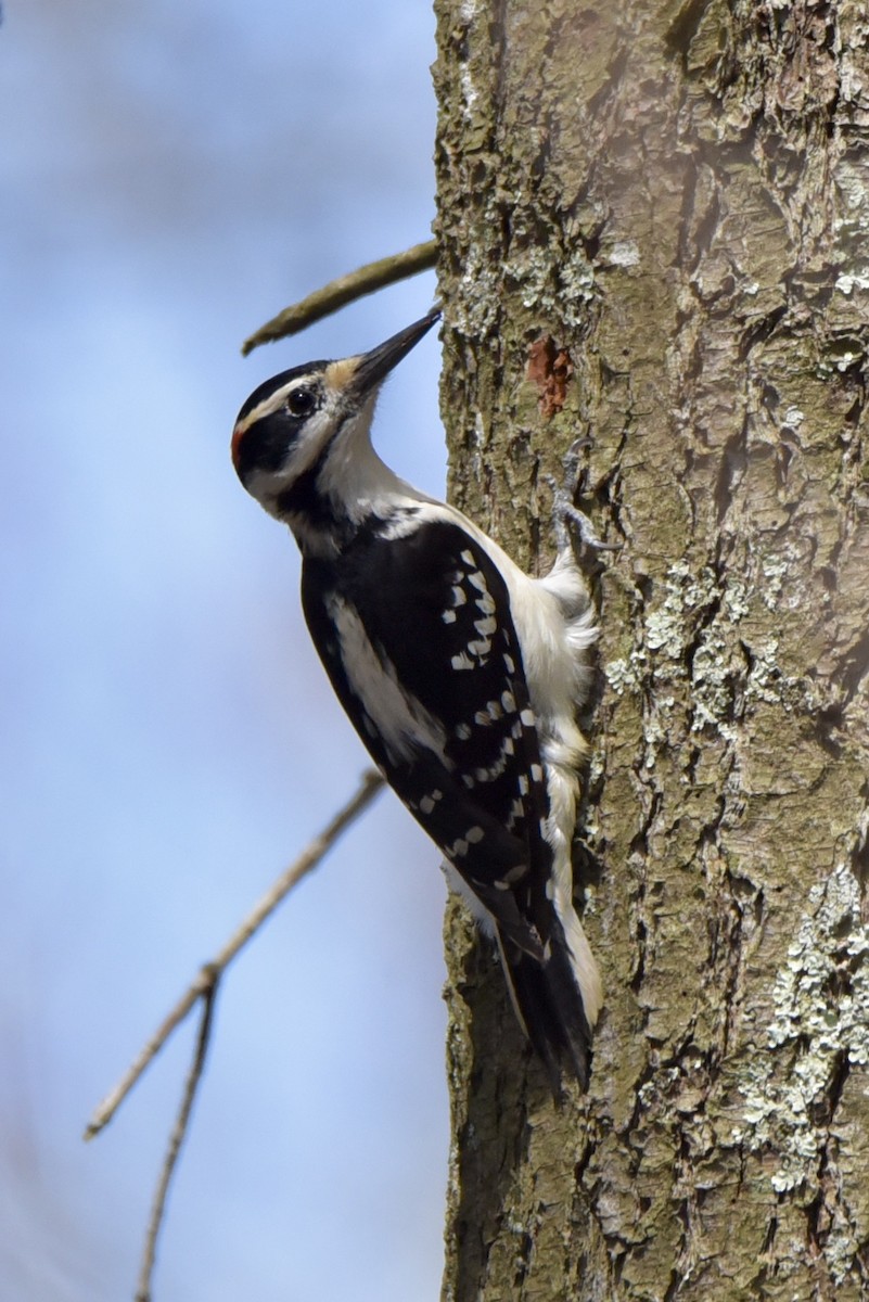 Hairy Woodpecker - Christopher Veale
