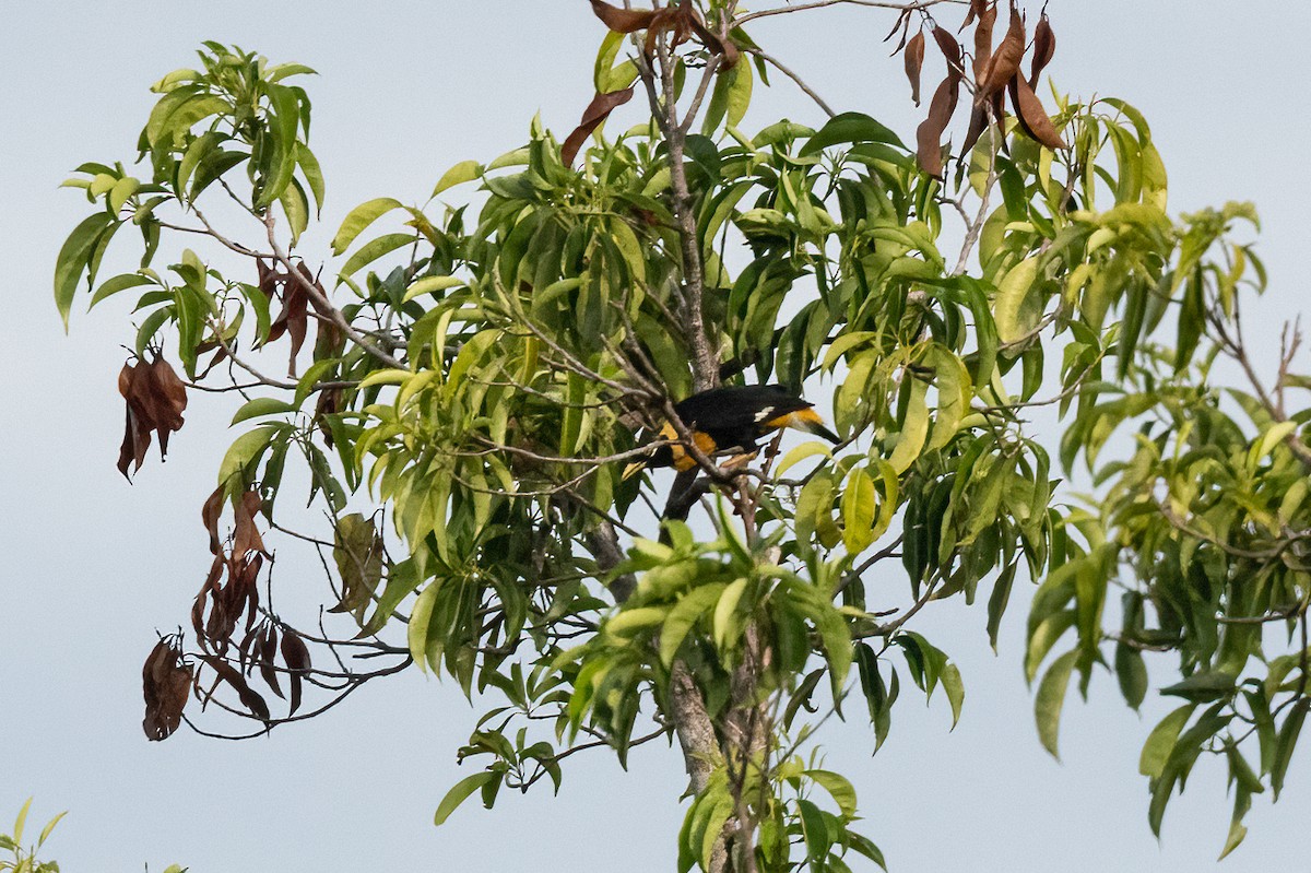 Golden Myna - John Sterling