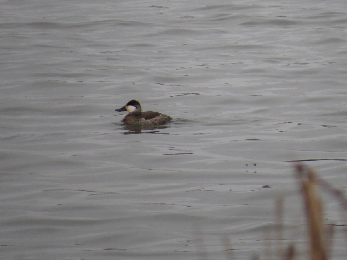 Ruddy Duck - ML52525661