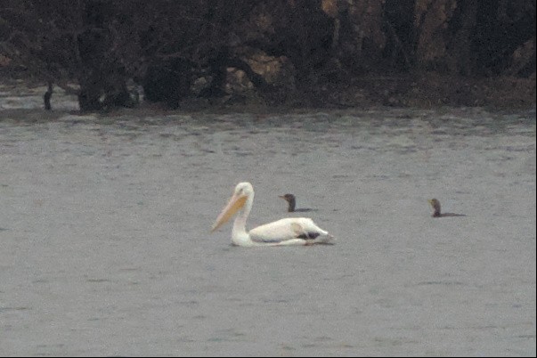 pelikán severoamerický - ML525256621