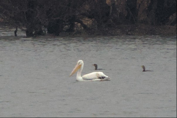 American White Pelican - ML525256621