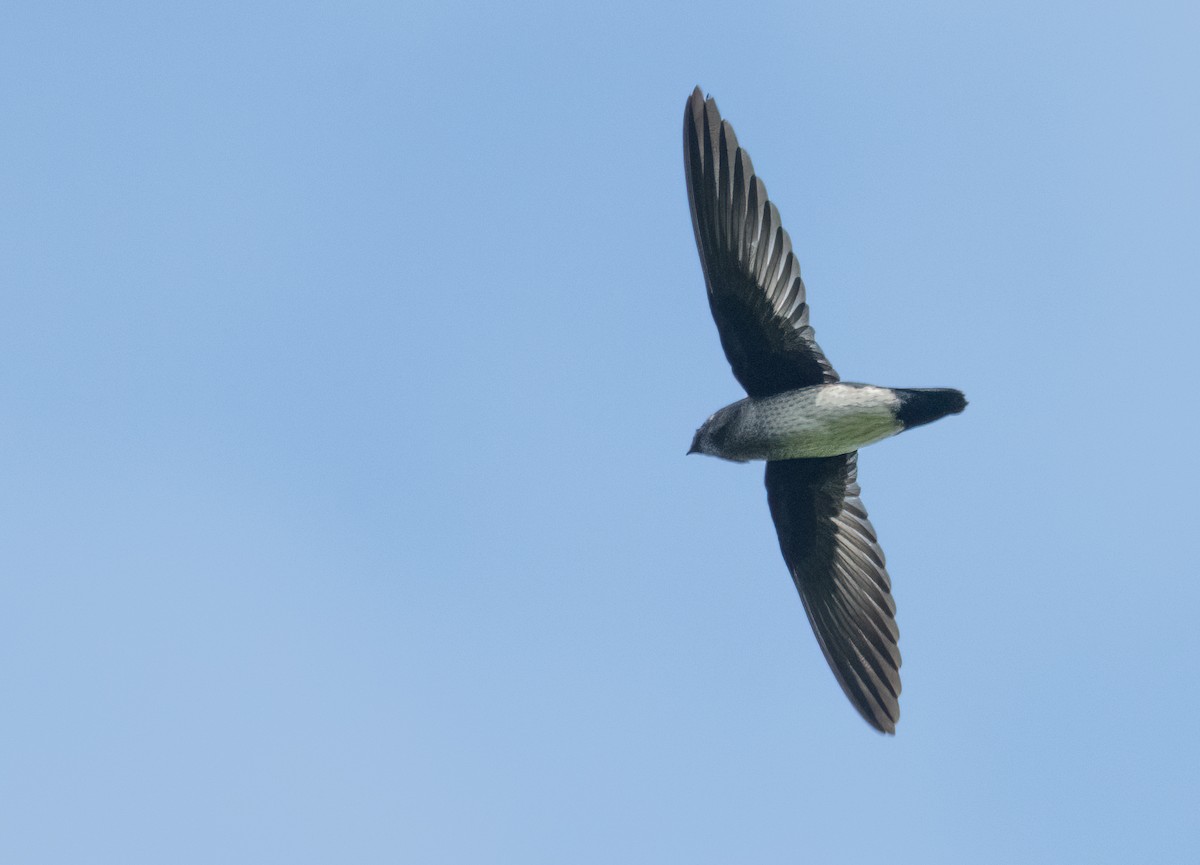 Papuan Spinetail - ML525256801