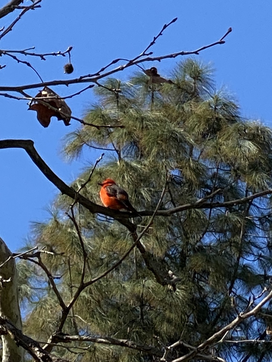 Vermilion Flycatcher - Jane Bork