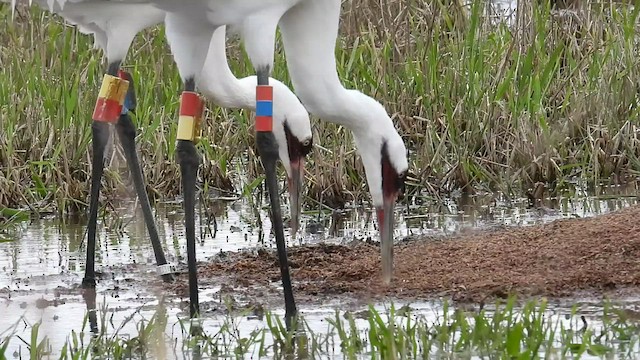 Grue blanche - ML525257631