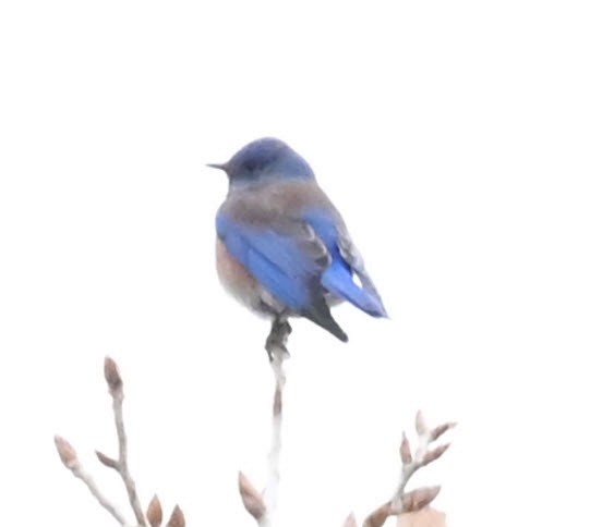 Western Bluebird - ML525258671