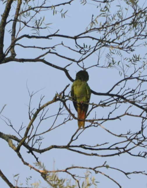 Blue-crowned Parakeet - ML525259081