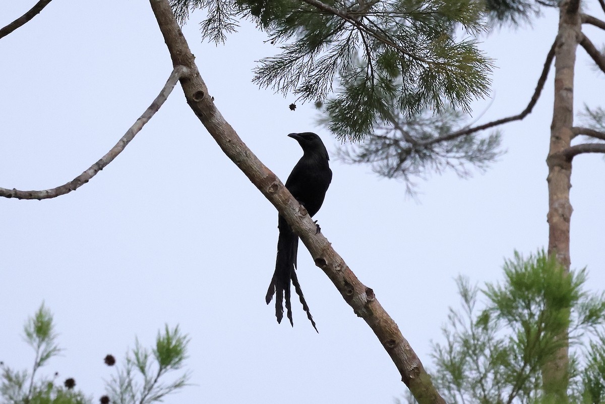 Long-tailed Starling - Mike Sylvia