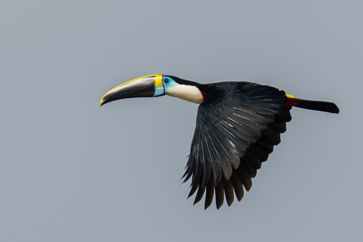 White-throated Toucan - ML525259811