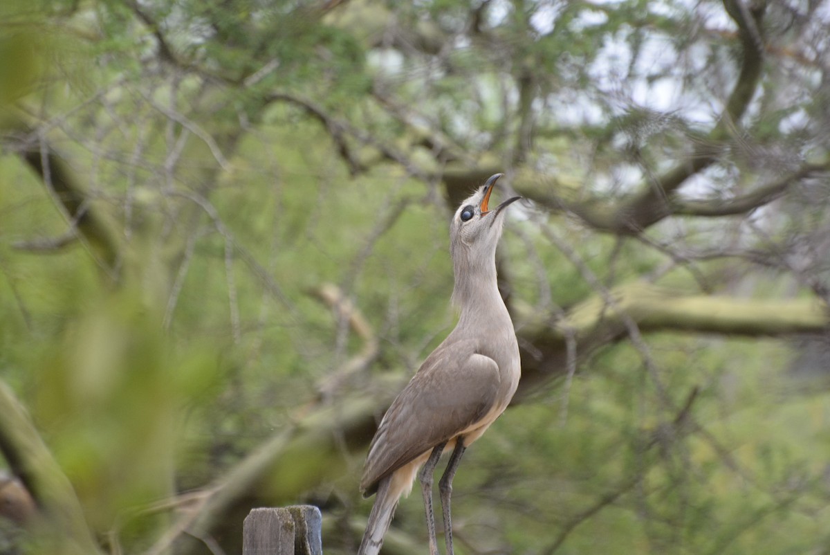 Black-legged Seriema - ML525259921