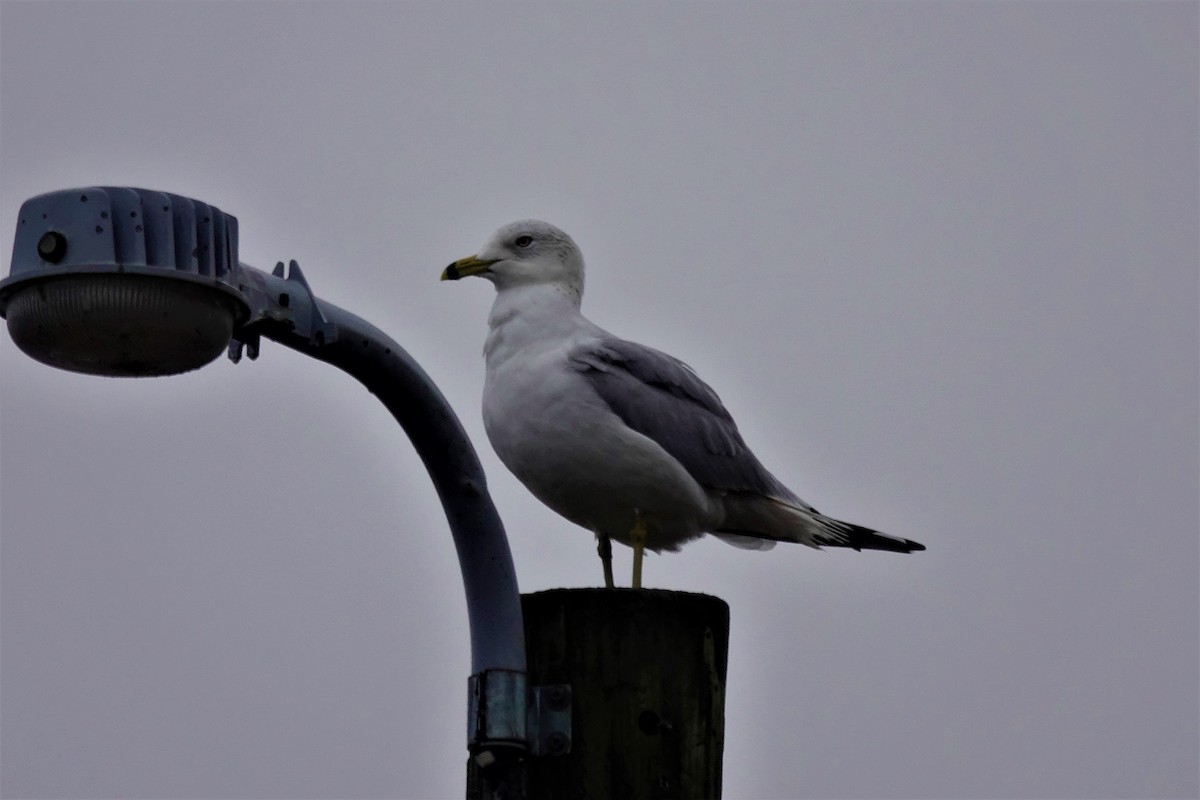 Ring-billed Gull - ML525260711