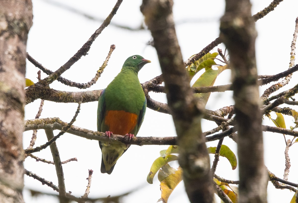 Orange-bellied Fruit-Dove - John Sterling