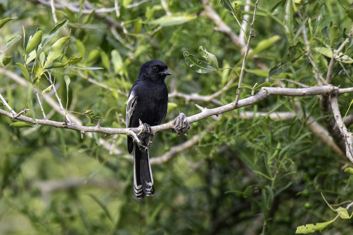 Southern Black-Tit - ML525261551