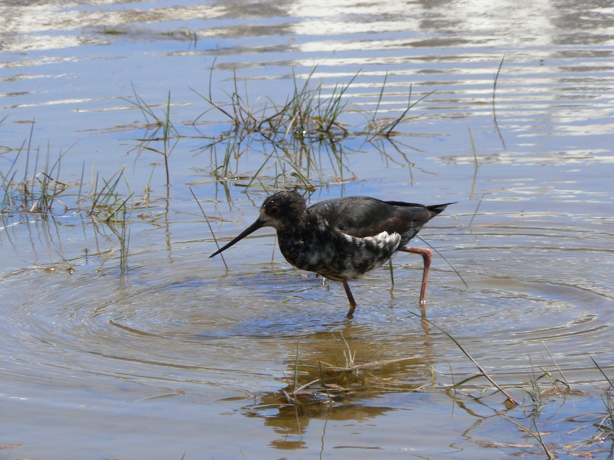 Black Stilt - ML525261851