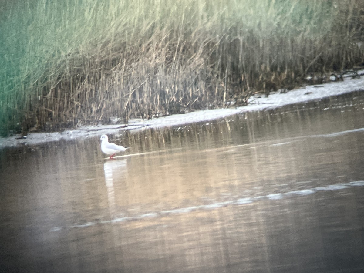 Black-headed Gull - Sameer Apte