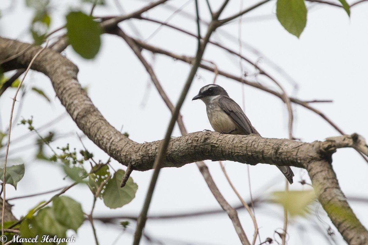 Northern Fantail - Marcel Holyoak