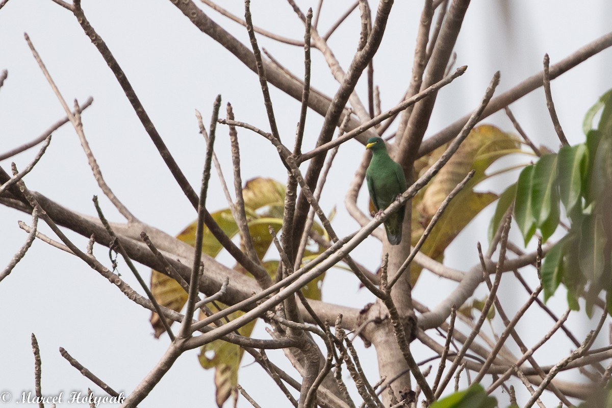 White-breasted Fruit-Dove - Marcel Holyoak