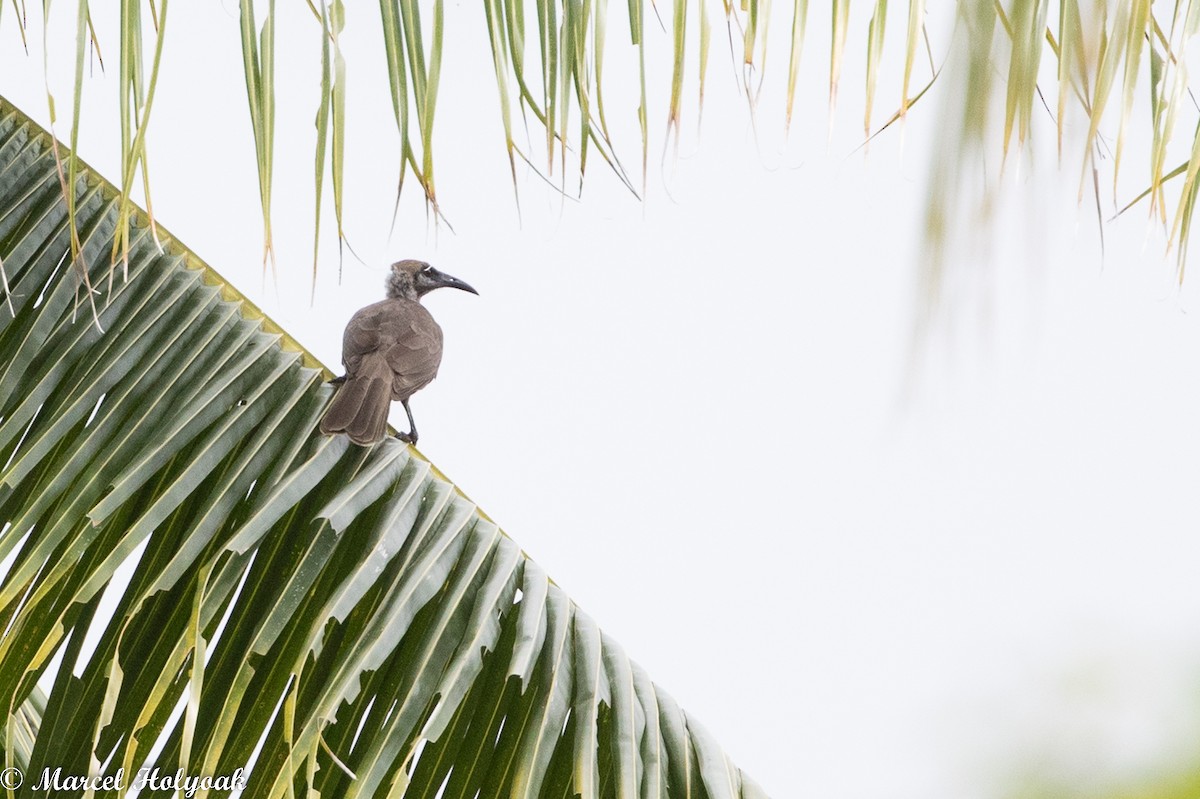 Tanimbar Friarbird - Marcel Holyoak