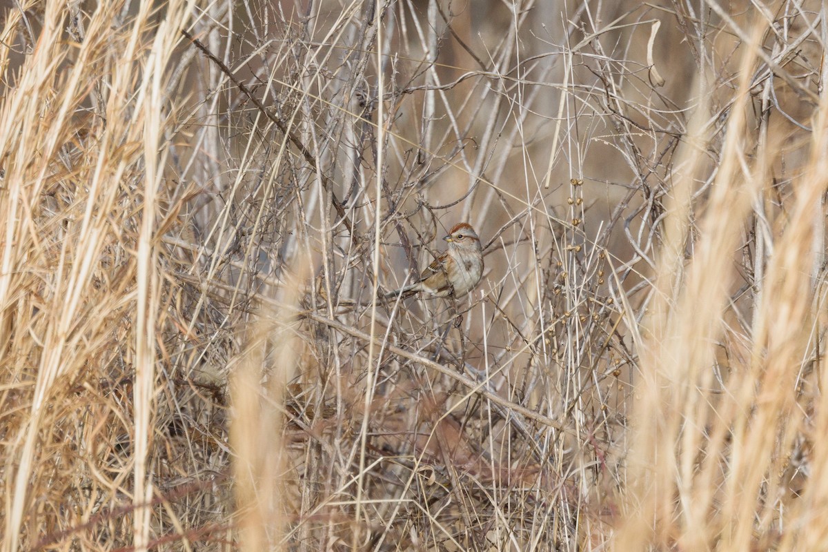 American Tree Sparrow - ML525265551