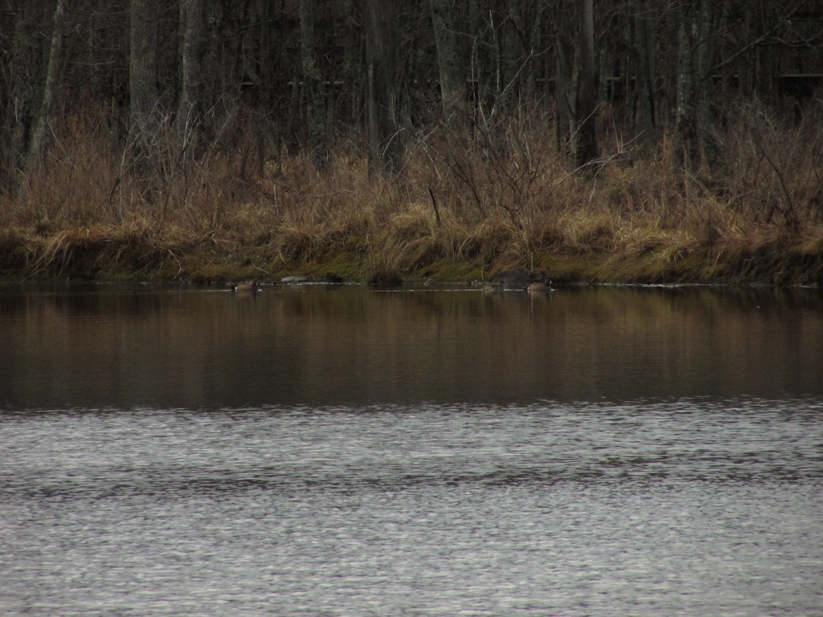 Blue-winged Teal - ML52526561