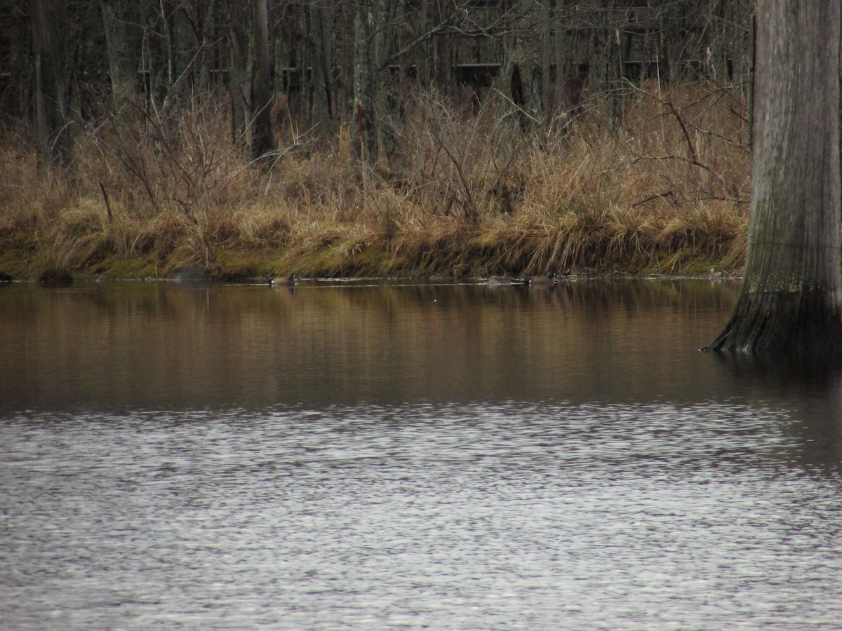 Blue-winged Teal - ML52526571