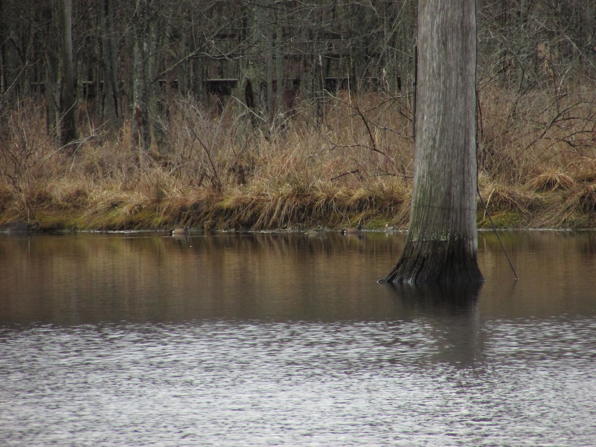 Blue-winged Teal - ML52526591