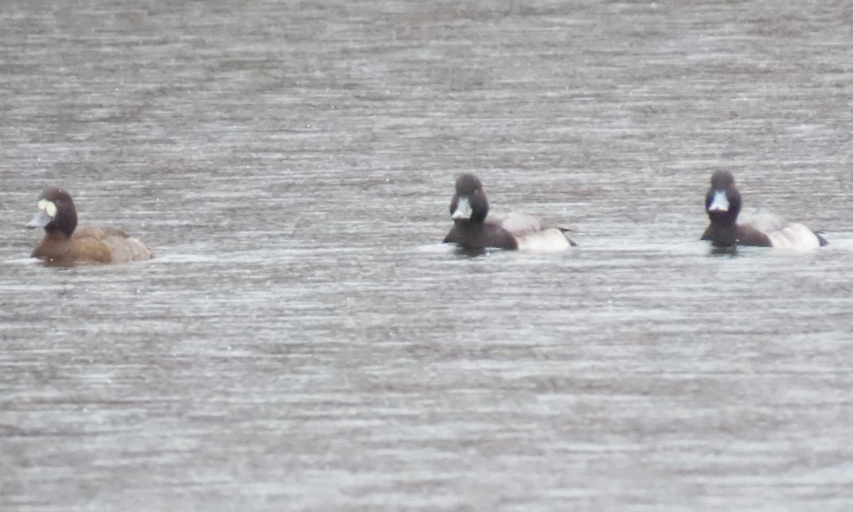 Greater Scaup - ML525266961