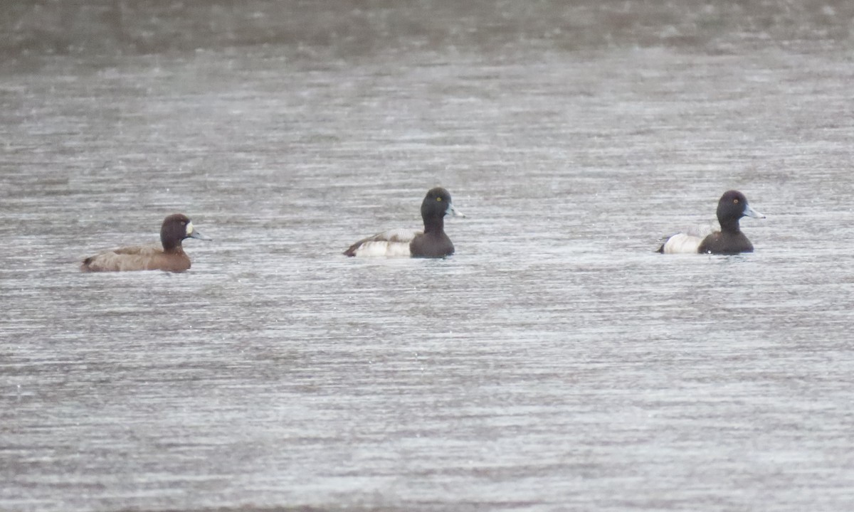 Greater Scaup - ML525267001