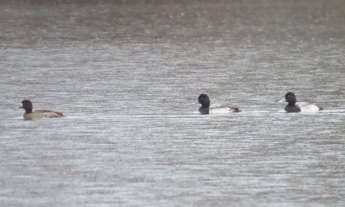 Greater Scaup - ML525267031