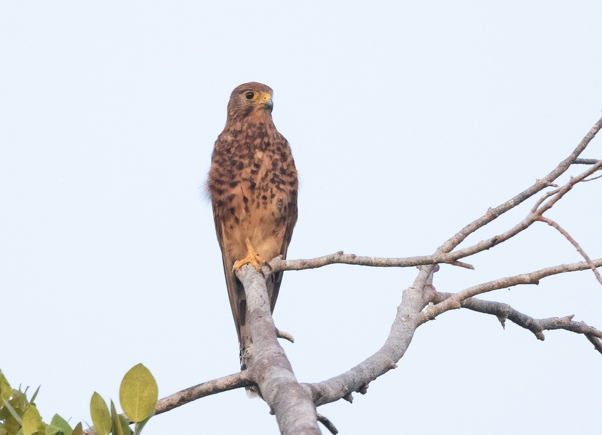 Spotted Kestrel - ML525267071