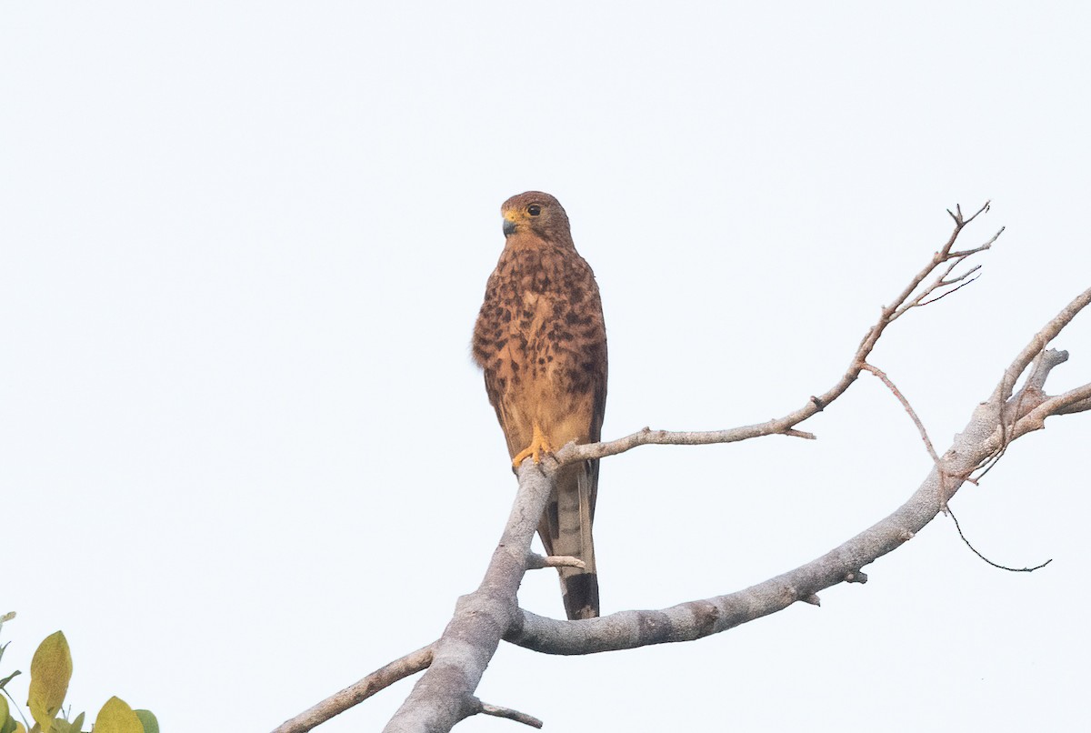 Spotted Kestrel - ML525267081