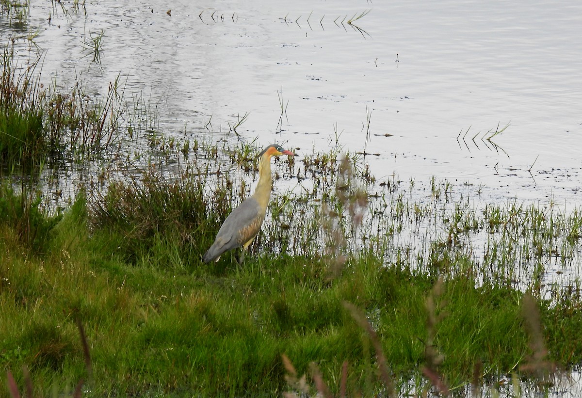 Garza Chiflona - ML525267681