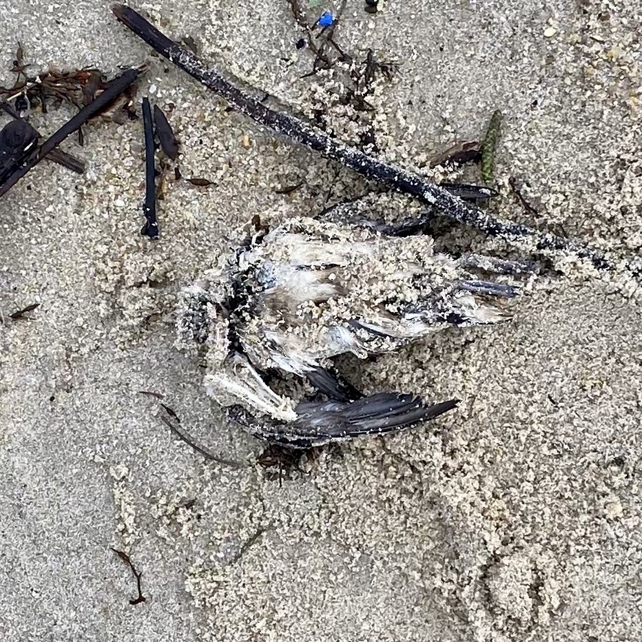 Dovekie - Marcos Prada Arias