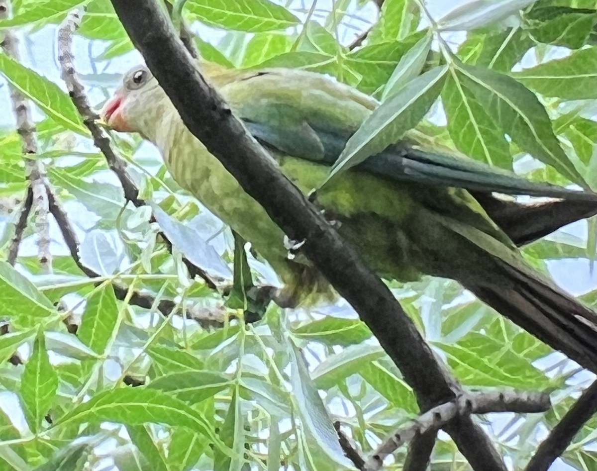 Superb Parrot - ML525268181