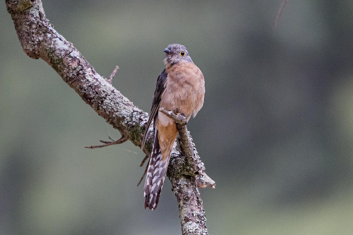 Fan-tailed Cuckoo - Annika Dahlberg