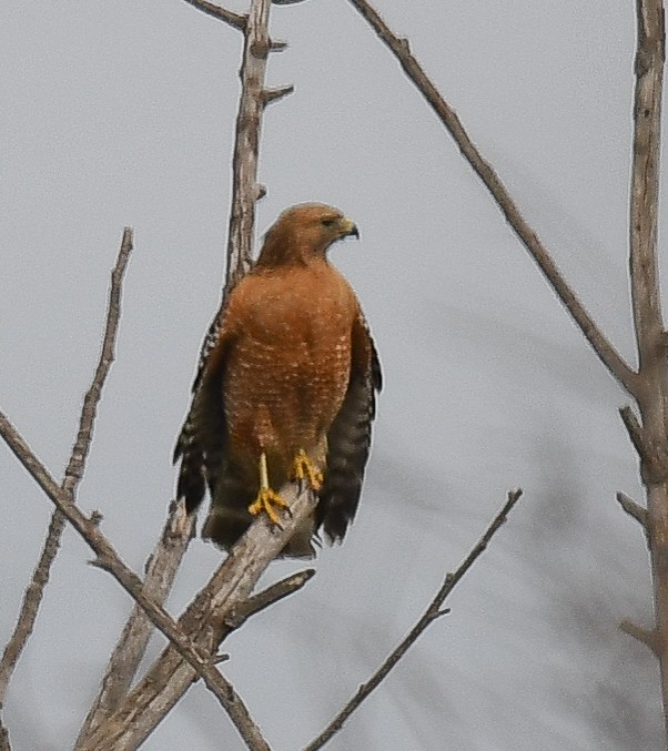 Red-shouldered Hawk - Annie Flower