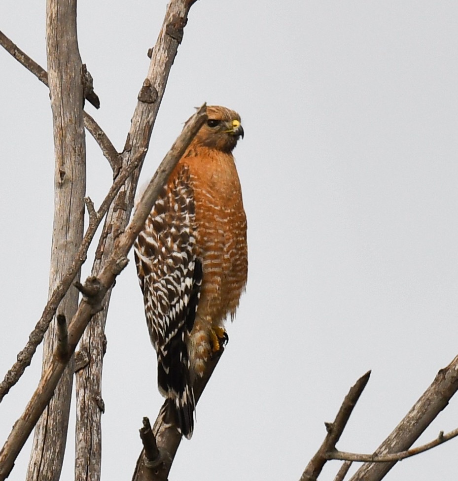 Red-shouldered Hawk - ML525268341