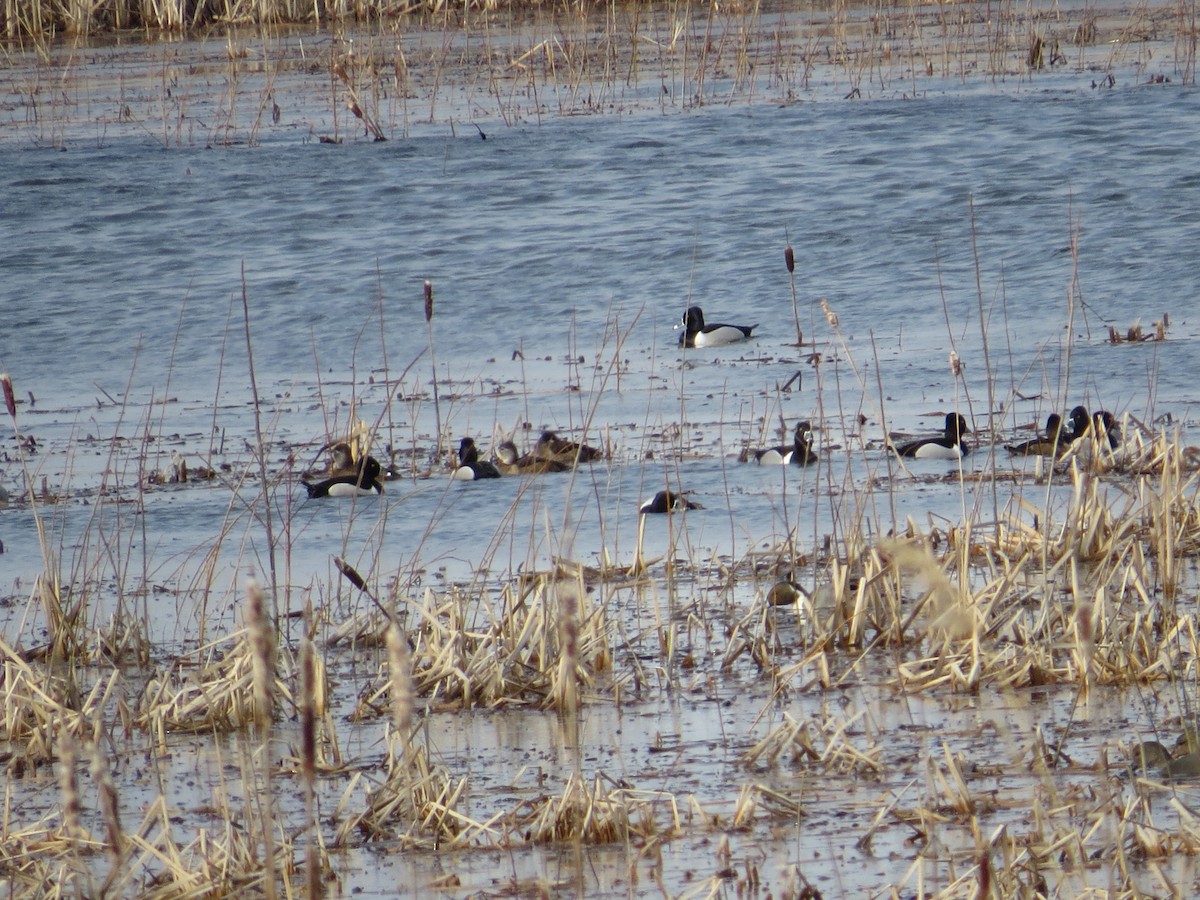 Ring-necked Duck - ML52526841