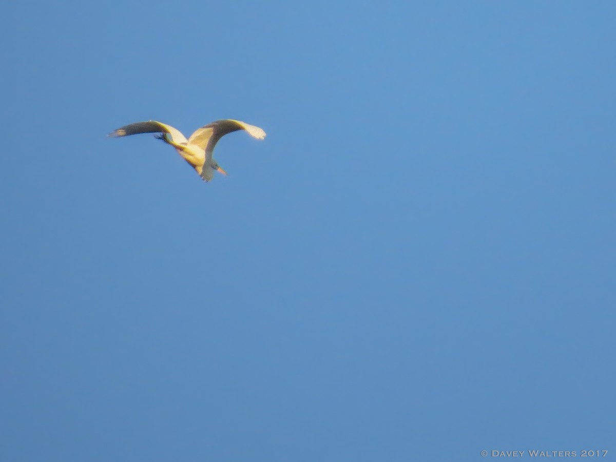 Great Egret - ML52526891