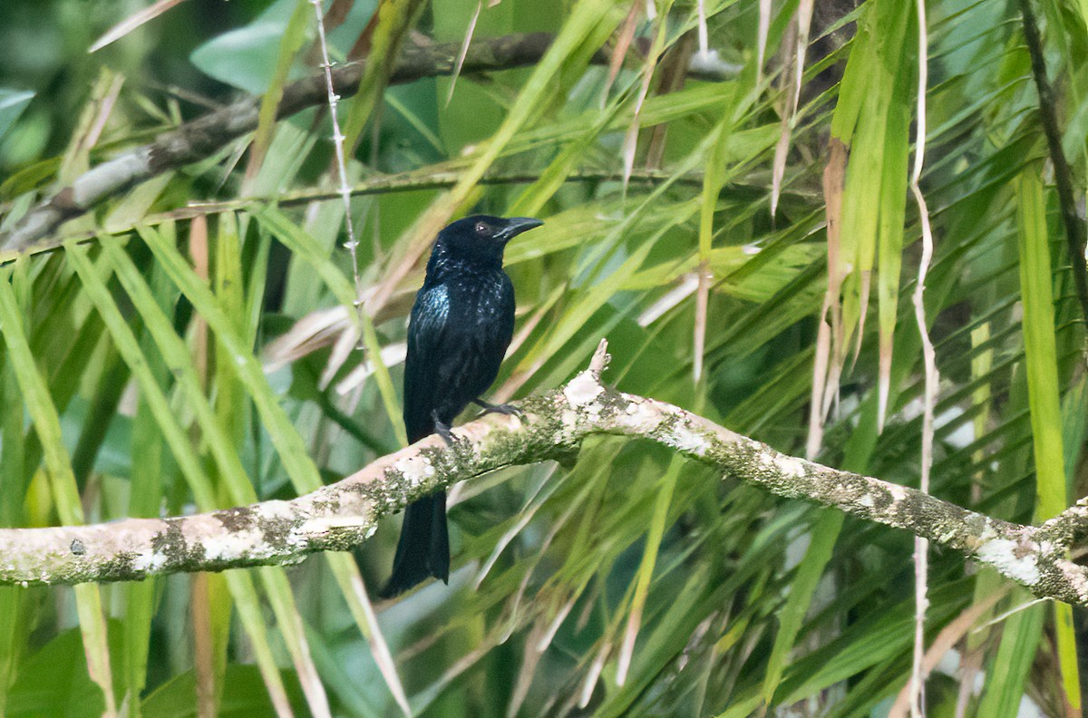 Hair-crested Drongo (Obi) - John Sterling