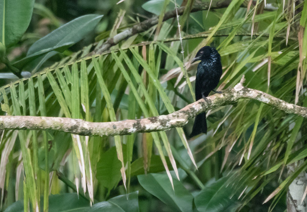 Hair-crested Drongo (Obi) - ML525269281